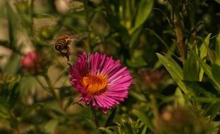 Wasp in the park