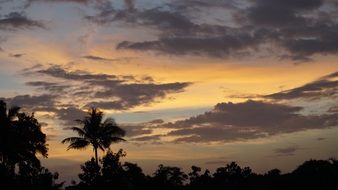 landscape of dark silhouettes of trees at sunset