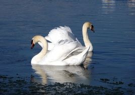 two white swans on a lake on a sunny day