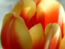 orange yellow tulip close up