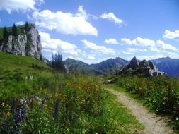 mountain valley with flowers in Austria