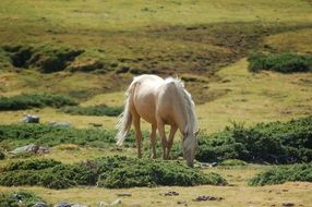 noble white horse grazing in a meadow