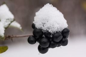snow on the black berry in New Zealand