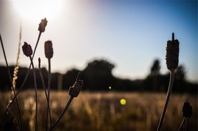 silhouettes of a blade of grass at sunset
