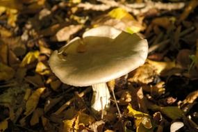 toxic mushroom in autumn
