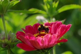 bee on a pink flower in the green garden