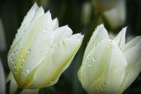 drops of water on white tulips