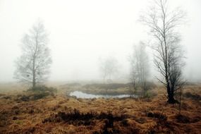 marsh with dry grass in the fog