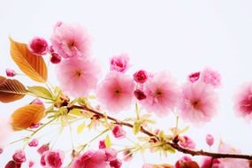 background of pink cherry flowers on white