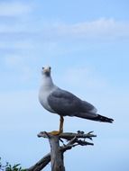 gray-white gull on a branch of a dry tree