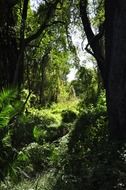 jungle, wilde thickets, zimbabwe