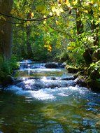 Beautiful landscape with the creek with cascades among the plants in the forest