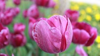 alley of pink tulips closeup