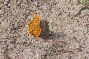 surprising beauty orange butterfly