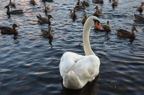 white swan and many geese on the water