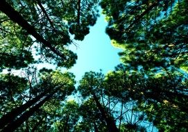 bottom view of tall green trees at sky