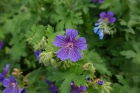 cranesbill plant blossom