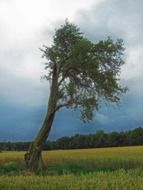old tree at field