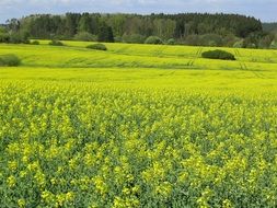 spring yellow field in south bohemia