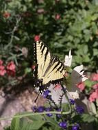 striped butterfly on a flower in a flower bed