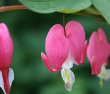 bleeding hearts flowers in the garden