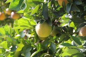 oranges on a tree in the sunlight