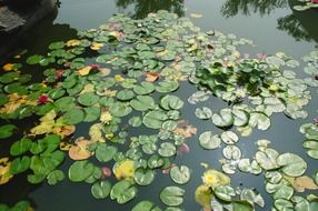 colorful waterlilies on pond, autumn