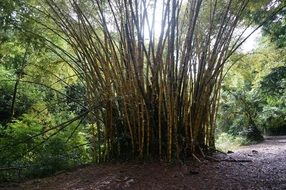 green bamboo forest hawaii