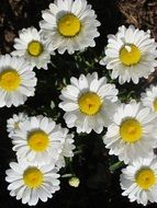 summer white yellow daisies