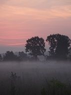 violet-pink sunset over trees in Krakow, Poland