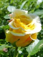 picture of the yellow rose bud