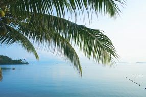 palm branches on the background of the ocean