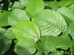 ulmus minor leaves macro