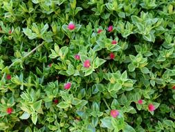 striking cordifolia bush