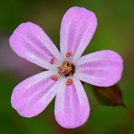 violet flower macro