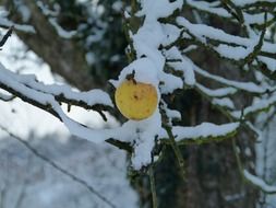 Apple on a snowy branch