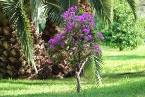 bouganville flower