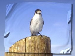 small bird on stump, wrinkles as post production
