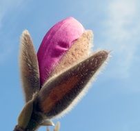 bud of pink magnolia in the bright sun close up