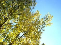 Beautiful and colorful tree against the bright blue sky