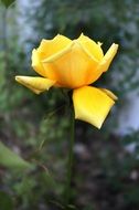 yellow rose in the garden on a background of green bushes