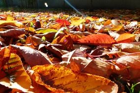 autumnal yellow leaves