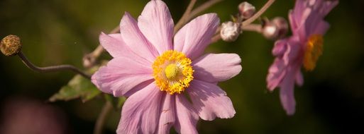 pink japanese anemone in the garden