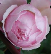 Beautiful pink rose close-up