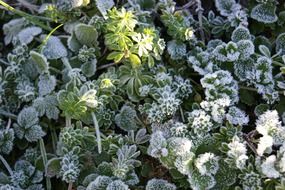 frost on green plants close-up