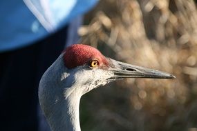 long-beaked crane head