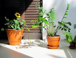 potted plants on the balcony