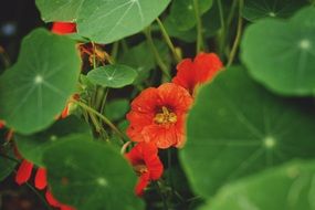 red flowers garden