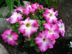 Beautiful, pink, yellow and white petunia flowers