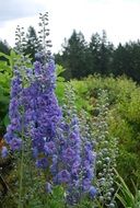Picture of purple flowers in a meadow
